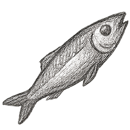 Acciughe