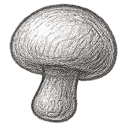 Funghi